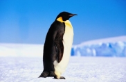 Пінгвіни - види з фото і назвами, опис, зовнішній вигляд, породи |  різновиди пінгвінів • NRV UA